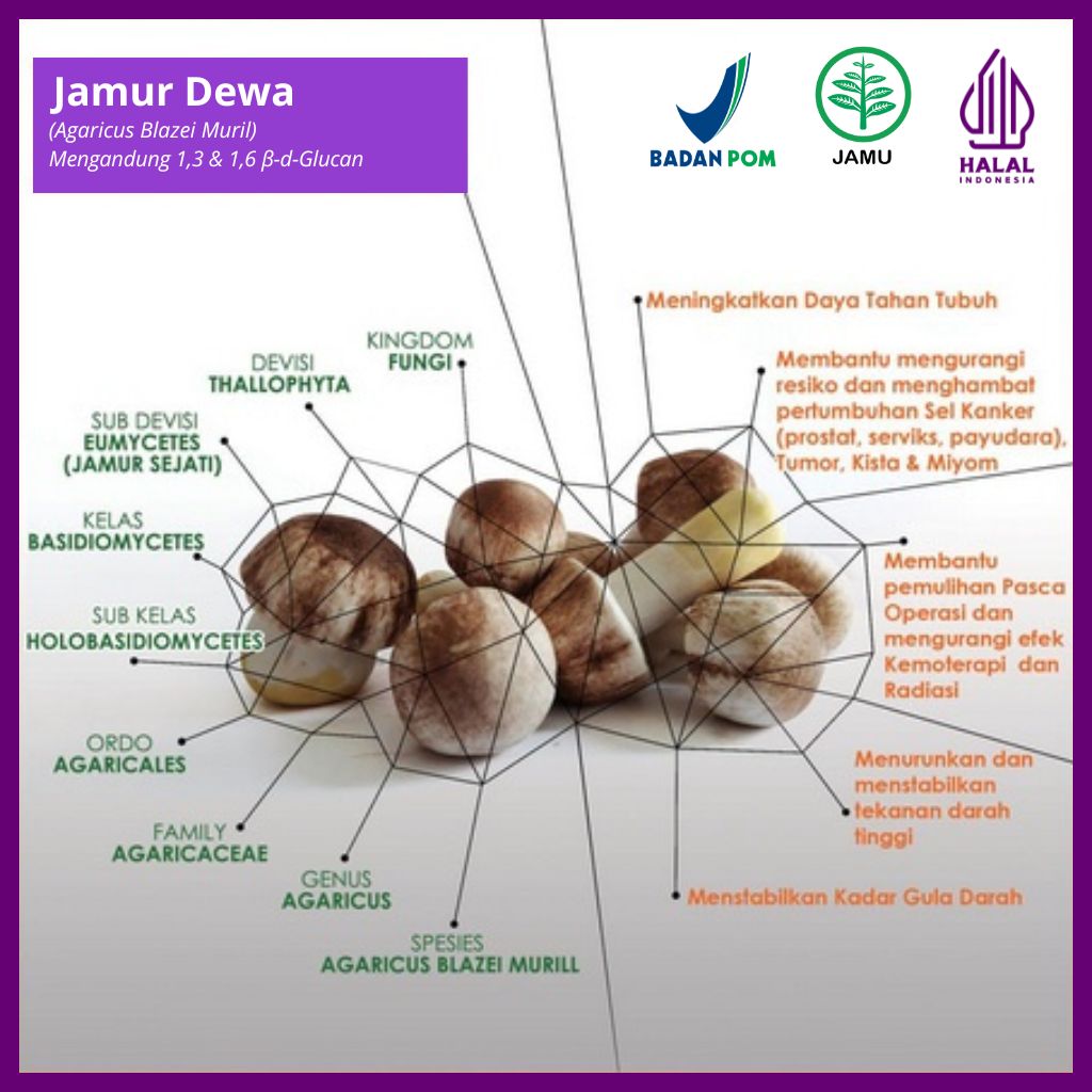 Jamur Dewa (3)