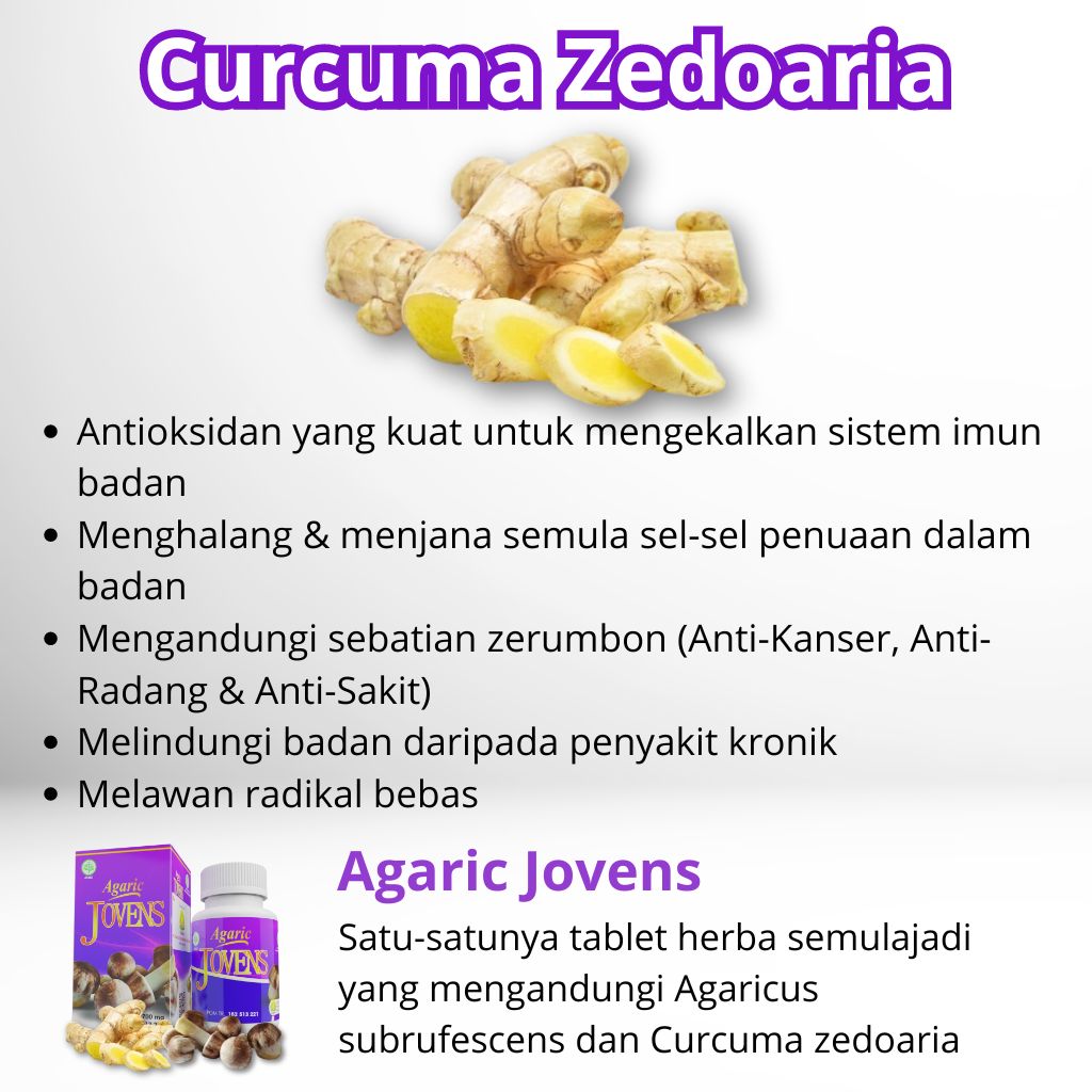 Curcuma Putih